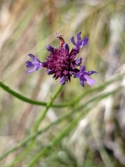 Verbena sagittalis