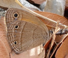 Cissia rubricata