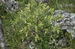 Onosma visianii