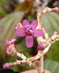 Miconia robinsoniana