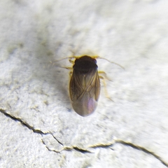 Schizopteridae