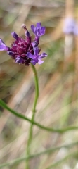 Verbena sagittalis