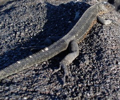 Microlophus albemarlensis