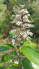 Miconia stenostachya