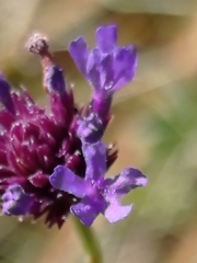 Verbena sagittalis