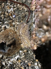 Aeolidia