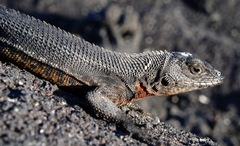 Microlophus albemarlensis