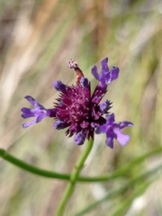Verbena sagittalis