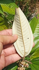 Miconia stenostachya