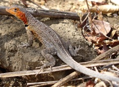 Microlophus albemarlensis