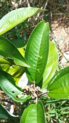 Miconia stenostachya
