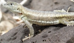 Microlophus bivittatus