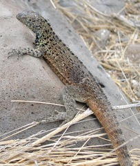 Microlophus delanonis