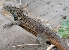 Microlophus delanonis