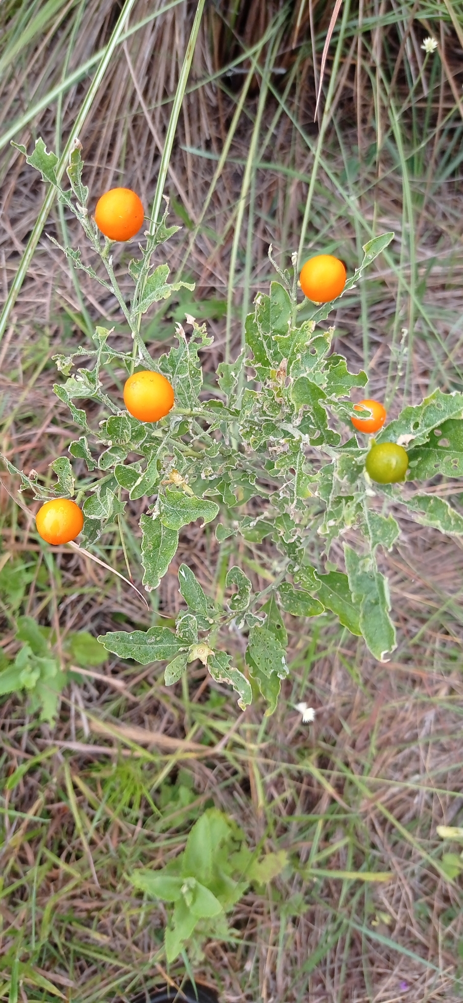 Solanum pseudocapsicum