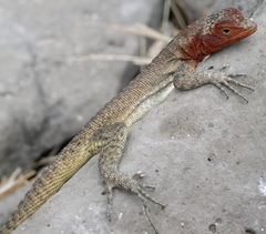 Microlophus delanonis