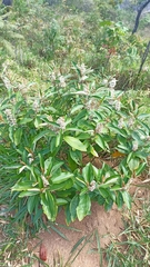 Miconia stenostachya