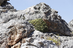 Oldenburgia paradoxa