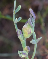 Dasineura coronillae