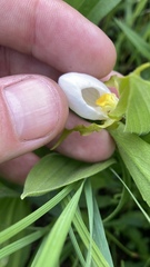 Cypripedium candidum