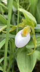 Cypripedium candidum