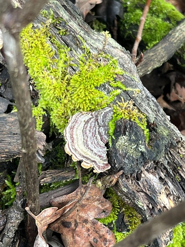 iNaturalist observation photo of turkey-tail