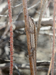 Urosaurus graciosus graciosus