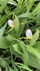 Cypripedium candidum