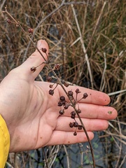 Decodon verticillatus