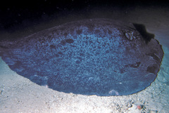 Taeniurops meyeni