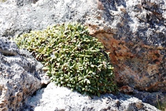 Oldenburgia paradoxa