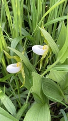 Cypripedium candidum