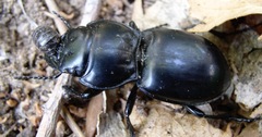 Pasimachus californicus