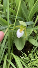 Cypripedium candidum