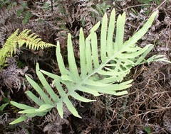 Phlebodium pseudoaureum
