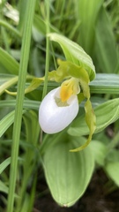 Cypripedium candidum