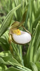 Cypripedium candidum