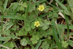Oxalis exilis