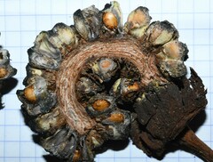 Dracontium polyphyllum