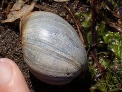 Bulla gouldiana