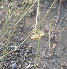 Funastrum angustissimum