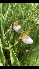 Cypripedium candidum