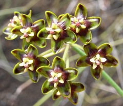 Funastrum angustissimum