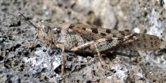 Schistocerca literosa