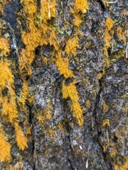 Trentepohlia