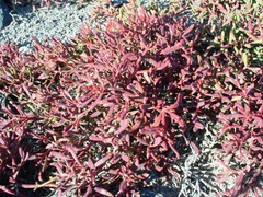 Sesuvium edmonstonei