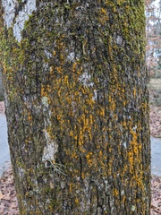 Trentepohlia