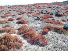 Sesuvium edmonstonei