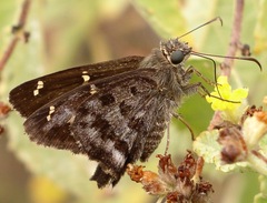 Thorybes dorantes galapagensis