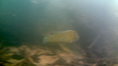 Acarichthys heckelii